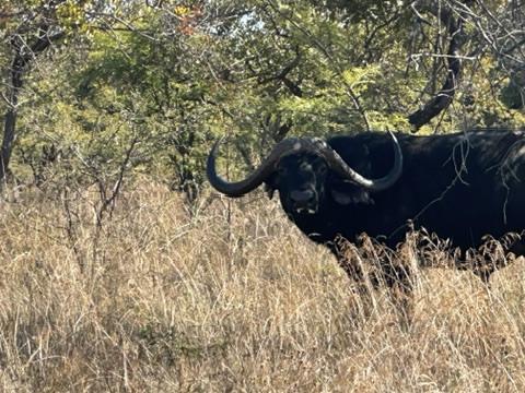 Cape buffalo in the bush at Waidmannsheil Safaris