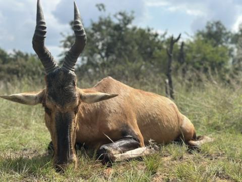 A genuine Waidmannsheil Safaris red hartebeest trophy photograph