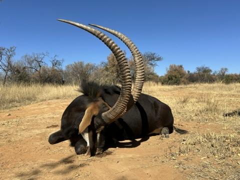 Sable antelope hunting safari with client in South Africa