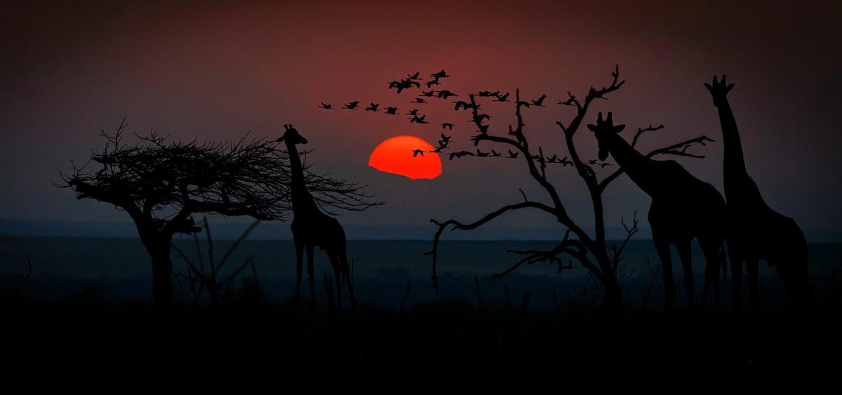 African landscape featured on the official Waidmannsheil Safaris website