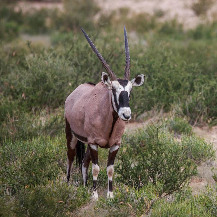Gemsbuck hunting safari in South Africa