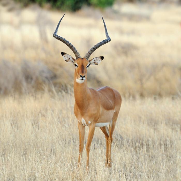 Impala hunting safari in South Africa