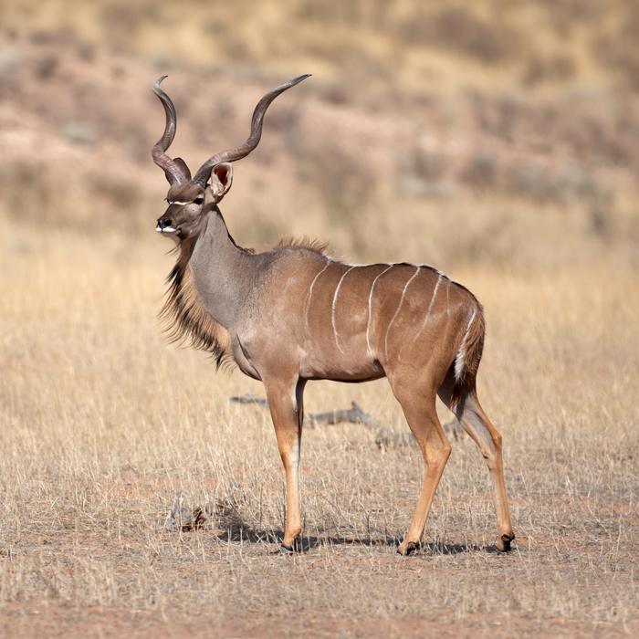 Greater kudu in genuine Waidmannsheil Safaris hunting country