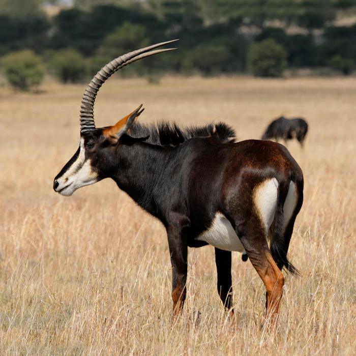Sable Antelope hunting safari in South Africa