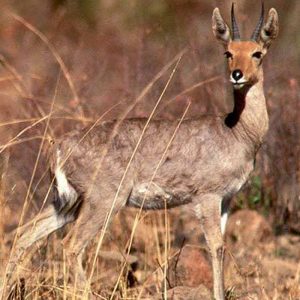 Mountain Reedbuck