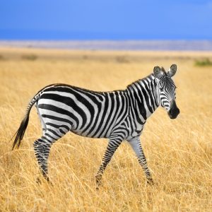Burchells Zebra