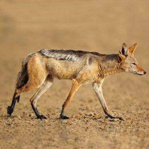 Black-backed Jackal