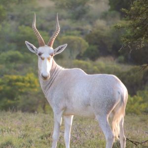 Blesbuck white
