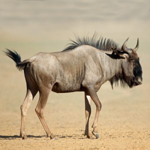 Wildebeest, Blue