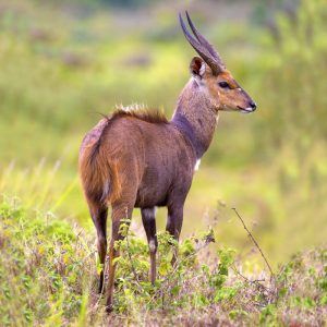 Bushbuck