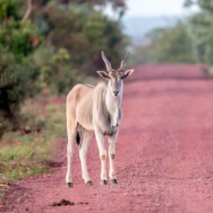 Eland