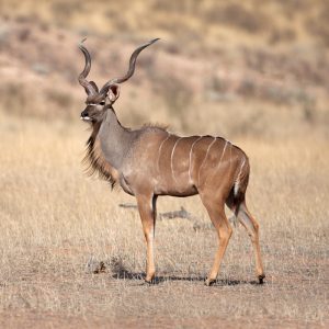 Kudu