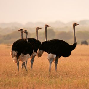 Ostrich