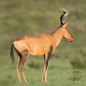 Hartebeest, Red