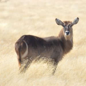 Waterbuck