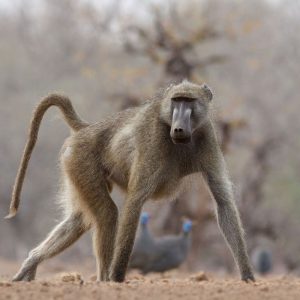 Baboon
