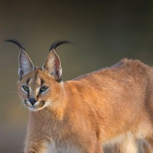Caracal