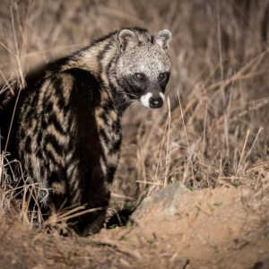Civet Cat