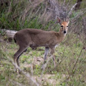 Duiker, Common