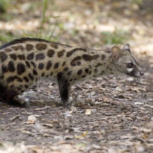 Genet