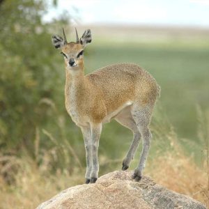 Klipspringer