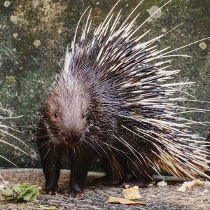 Porcupine