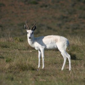 Springbuck White