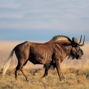 Wildebeest, Black