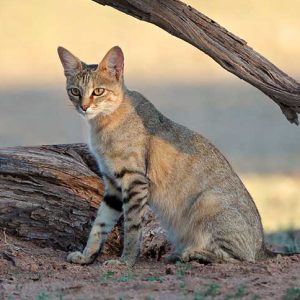 African Wildcat